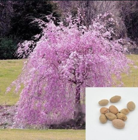 Semená  stromu sakura, 