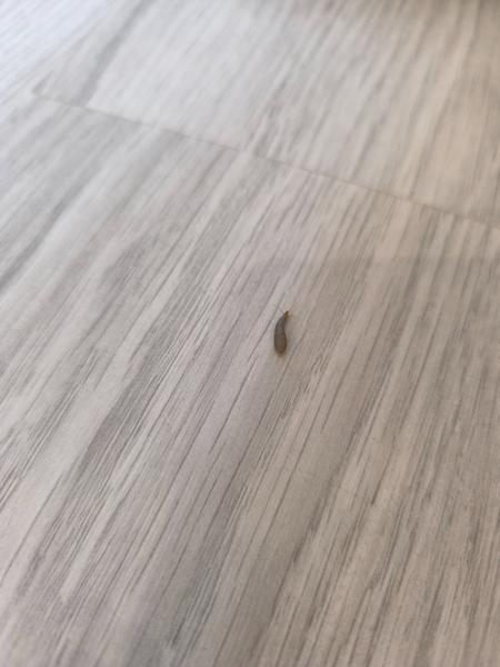 Čo je to za potvoru?