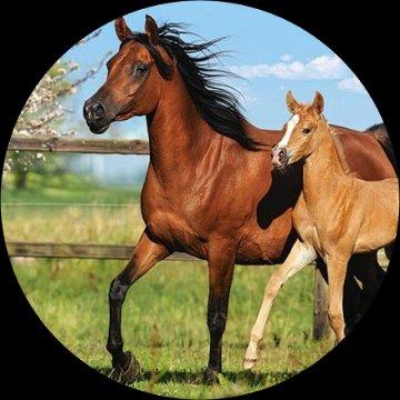 Jedly tortovy obrazok,