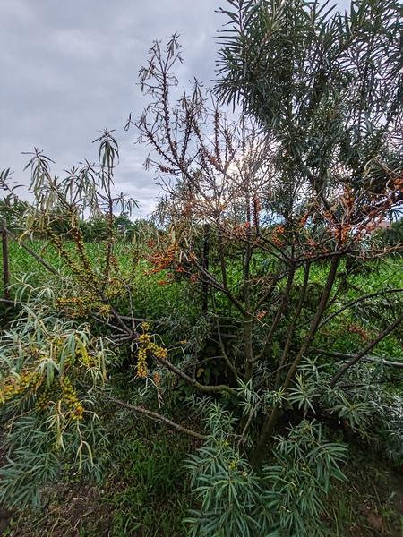 Čo sa deje s rakytníkom v Dunajskej Strede?