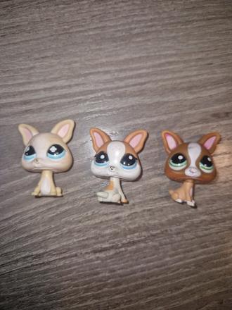 Littlest pet shop čivava,