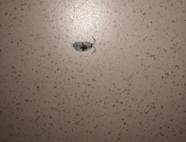 Čo to je za chrobáka?