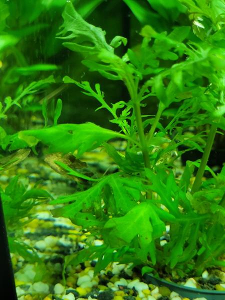 Čo robiť, keď rastliny v akváriu trpia?