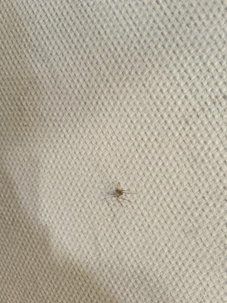 Je uštipnutie včelou a pavúkom nebezpečné?