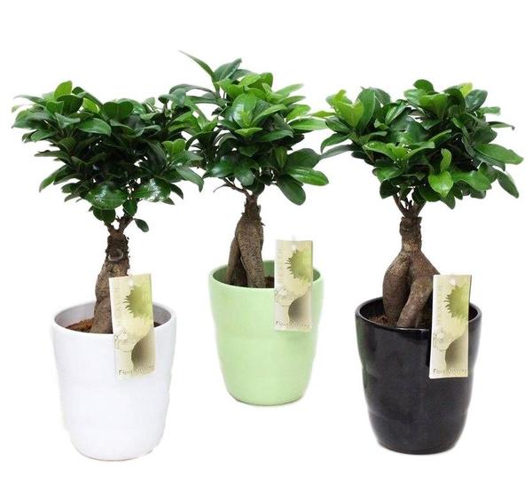 Ficus Gingseng