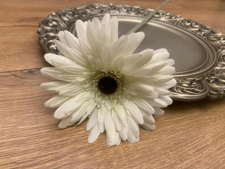 Biela gerbera,