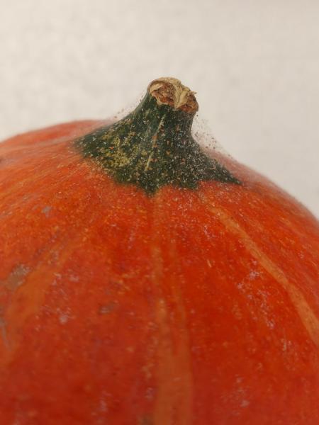 Je bezpečné spracovať tekvicu s povlakom?