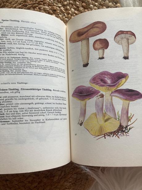 Taschenbuch für pilzfreunde (1987),
