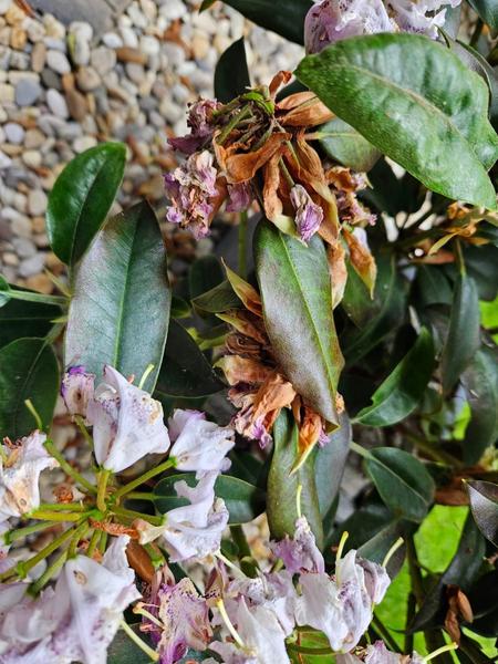Rhododendron - choroba