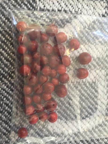 Špargľa lekárska  - asparagus  semena 40ks, 