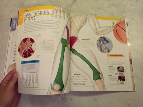 Robert winston - the skeleton, 