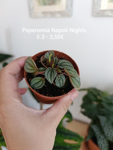Izbovky maranta, fialka, peperomia, 