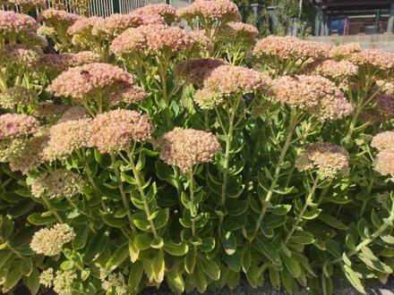 Rozchodnikovec nádherný, 