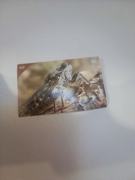 Nálepky animal kingdom, 