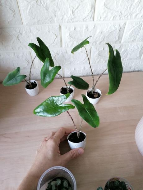 Izbové rastliny / kvety, 