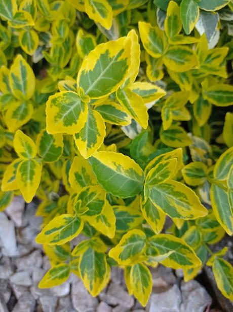 Bršlen  fortunov 'emerald'n gold, 