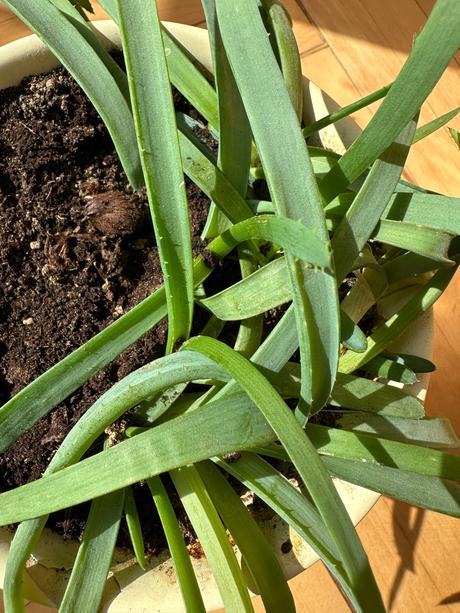 2 x aloe arborescens,
