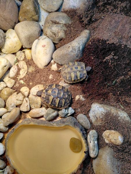 Starostlivosť o korytnačku zelenkastú: Tipy a rady