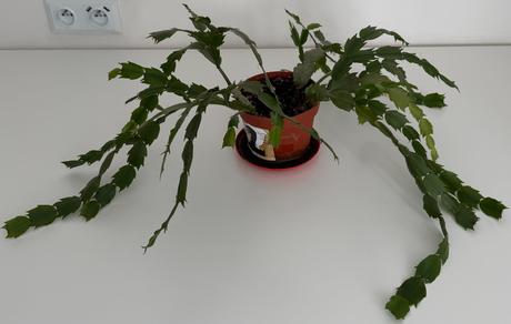 Kaktus(schlumbergera) izbová rastlina č.2,