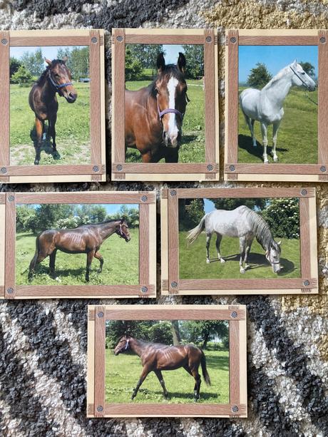 Pohľadnice koní nepopísané 6ks,