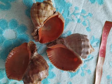 3x mušla,