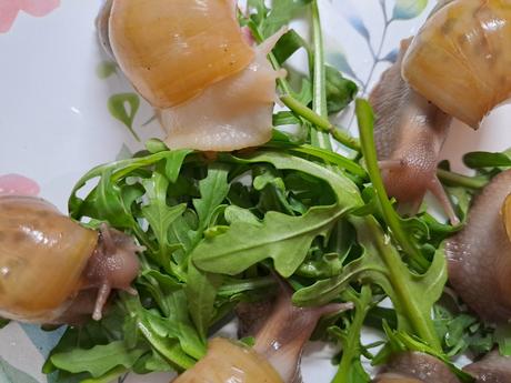 Africký slimák lissachatina fulica hamillei rodatz, 