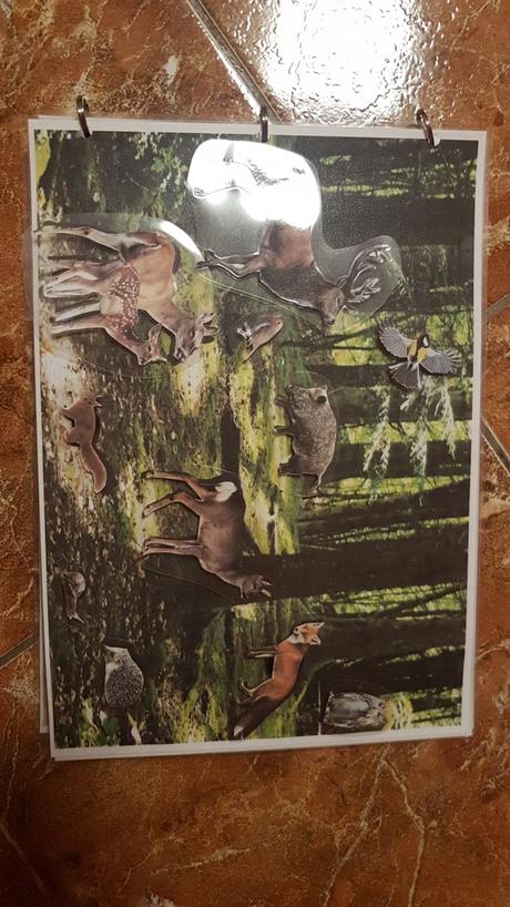 Triedenie zvierat podla prostredia, 