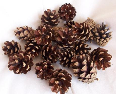 Borovicové šišky, 