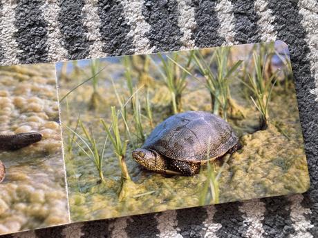 Pri vodičke, na vode /leporelo-prvé vyd.1989, 