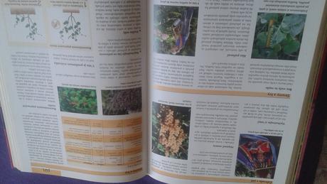 Úspešný rok v záhrade, 