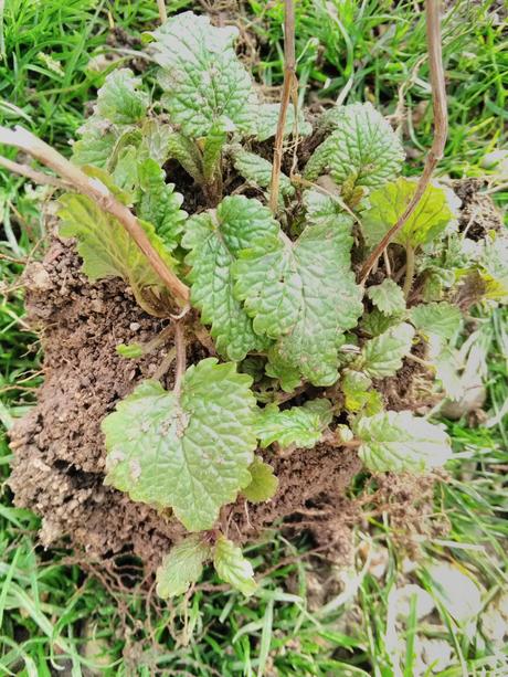 Darujem odkopy medovky,