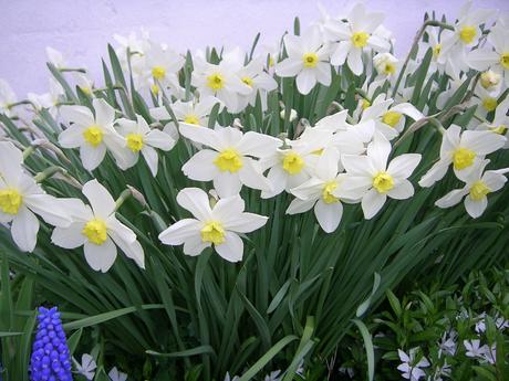 Narcis svetlý  - cibule, 