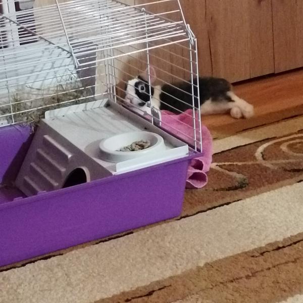 Darovanie zajačika s výbavou do dobrých rúk