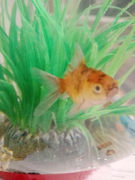 Rybičky Závojnatky