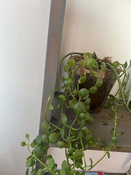 Poradíte názov tejto rastliny?