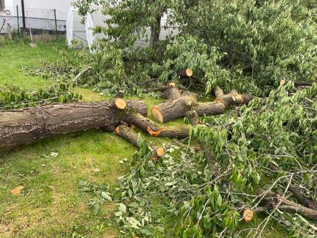 Čerešňové a orechové drevo,