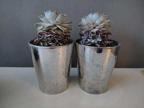 Keramicke kvetinace so sukulentom, 