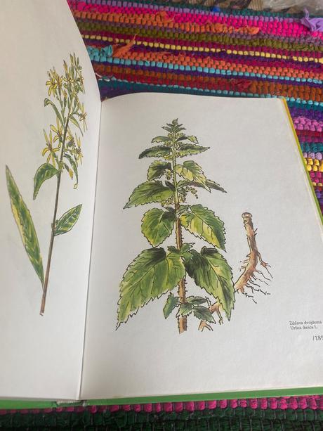 Zázrak menom fytoterapia liečivé byliny, 