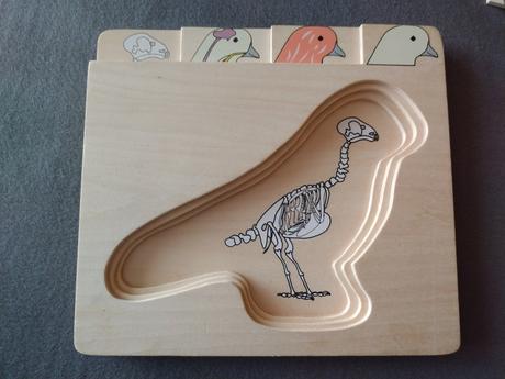 Viacvrstvové drevené anatomické puzzle holub, 