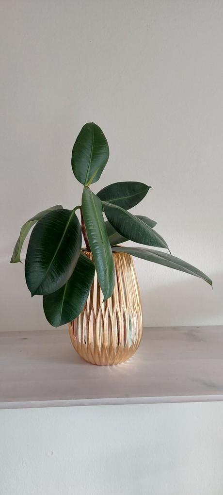 Ficus elastica robusta,