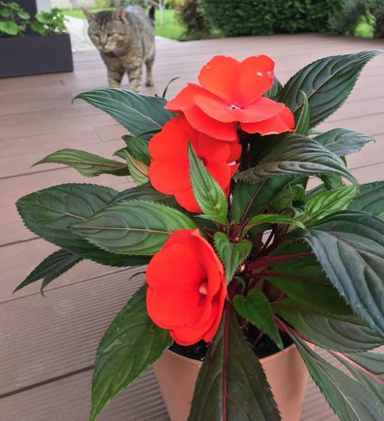 Ako pestovať netýkavku a predchádzať škodcom?