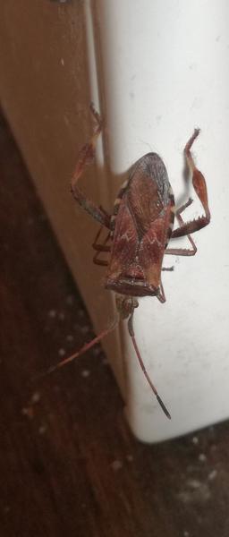 Čo je to za hmyz? Dostane sa k nám,hoci máme sieťky