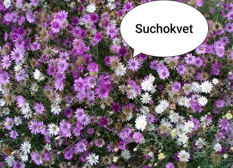 Semienka letničiek,