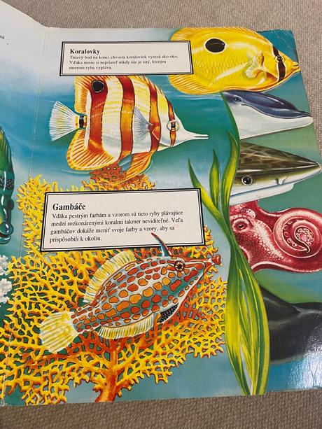 Morské zvieratá v malíčku text judy nayer ilus,