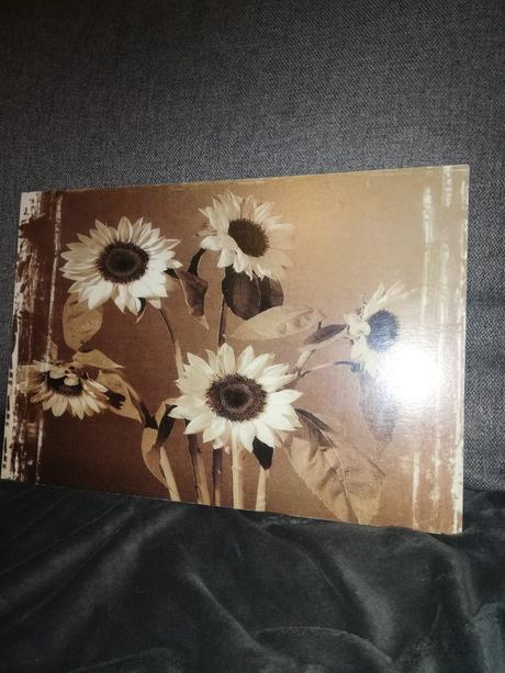 Obraz obrázok slnečnice,