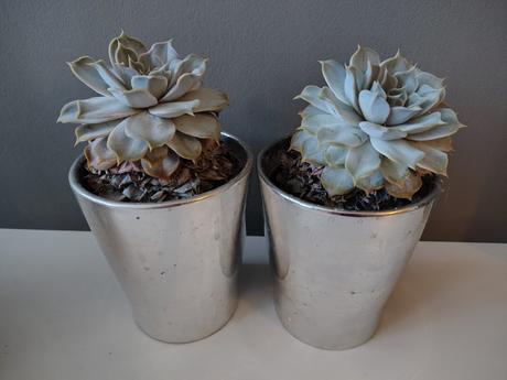 Keramicke kvetinace so sukulentom, 