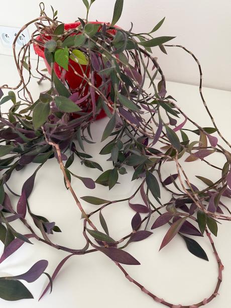 Izbová rastlina tradescantia č.25 za 17eur, 