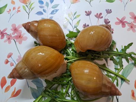 Africký slimáci lissachatina fulica hamillei, 