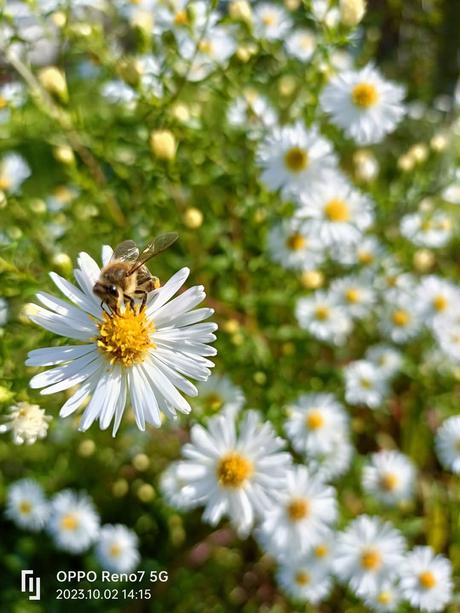 Astra biela vysoká, 