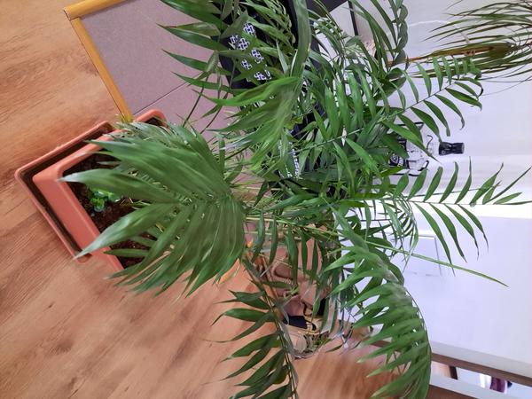 Aká je to rastlina?